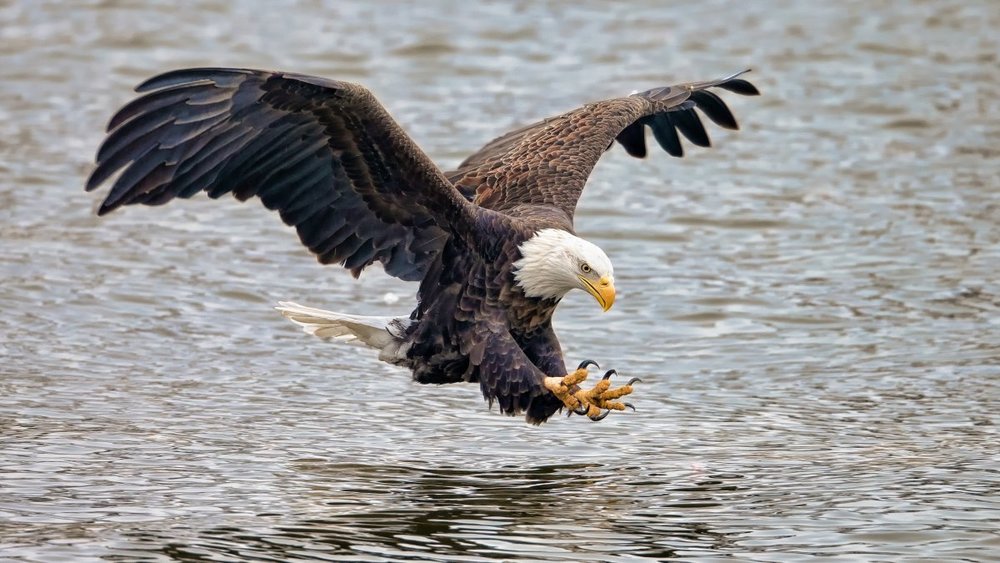 Eagle Academy